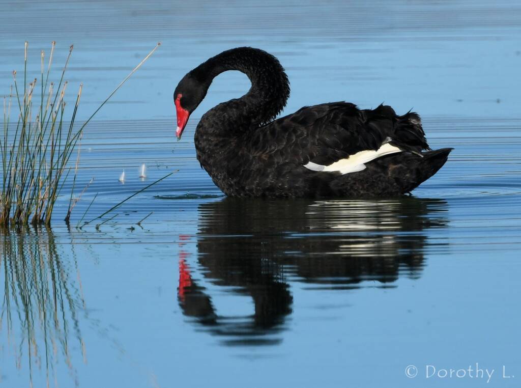 Black Swan (Cygnus atratus), Alice Springs Sewage Ponds