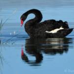 Black Swan (Cygnus atratus), Alice Springs Sewage Ponds