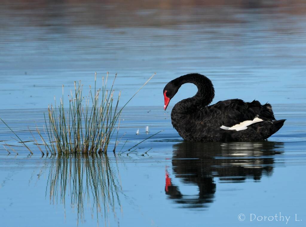 Black Swan (Cygnus atratus), Alice Springs Sewage Ponds