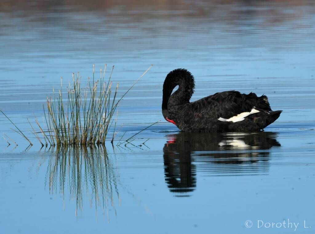 Black Swan (Cygnus atratus), Alice Springs Sewage Ponds