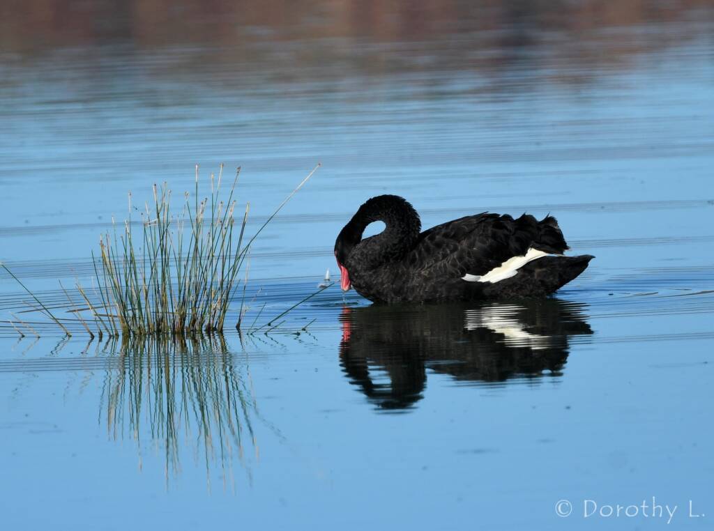Black Swan (Cygnus atratus), Alice Springs Sewage Ponds