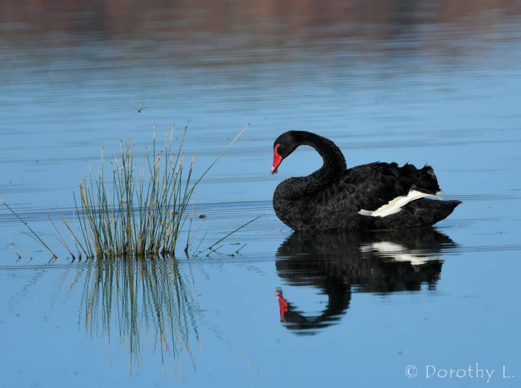 Black Swan (Cygnus atratus), Alice Springs Sewage Ponds