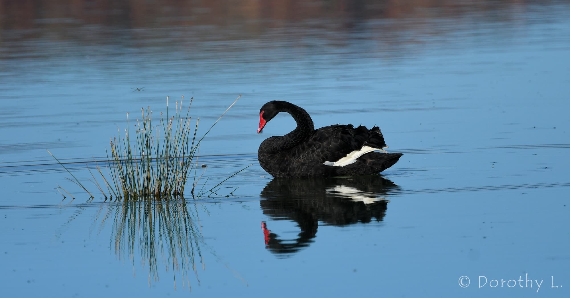 Black Swan (Cygnus atratus), Alice Springs Sewage Ponds