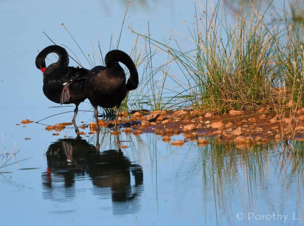 Black Swans (Cygnus atratus), Alice Springs Sewage Ponds