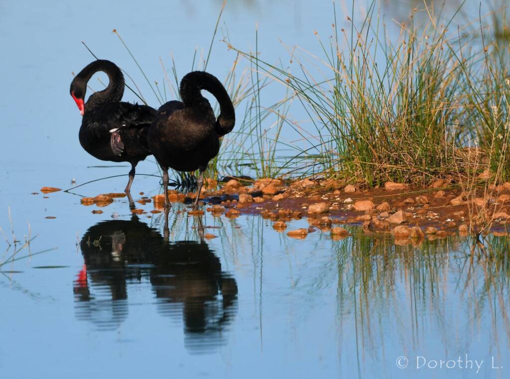 Black Swans (Cygnus atratus), Alice Springs Sewage Ponds