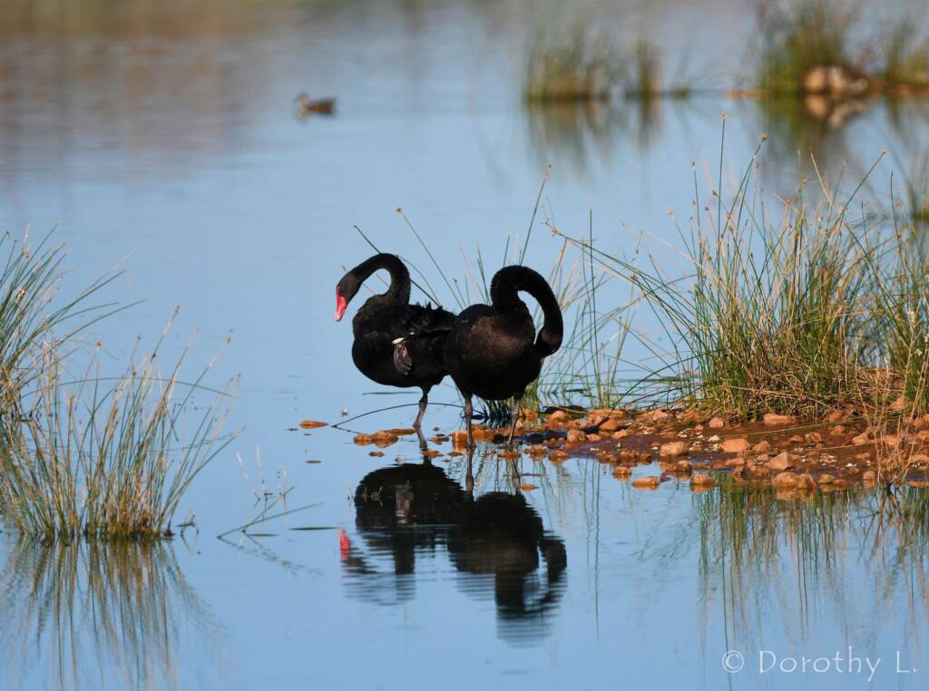 Black Swans (Cygnus atratus), Alice Springs Sewage Ponds