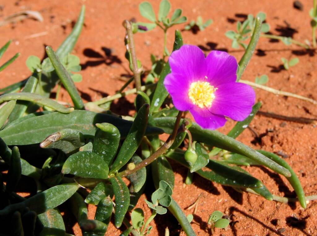 Broad-leaf Parakeelya (Calandrinia balonensis), Alice Springs Desert Park, NT