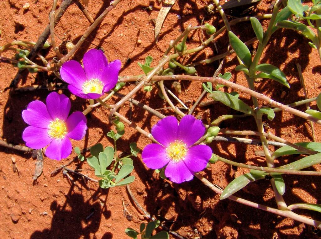 Broad-leaf Parakeelya (Calandrinia balonensis), Alice Springs Desert Park, NT