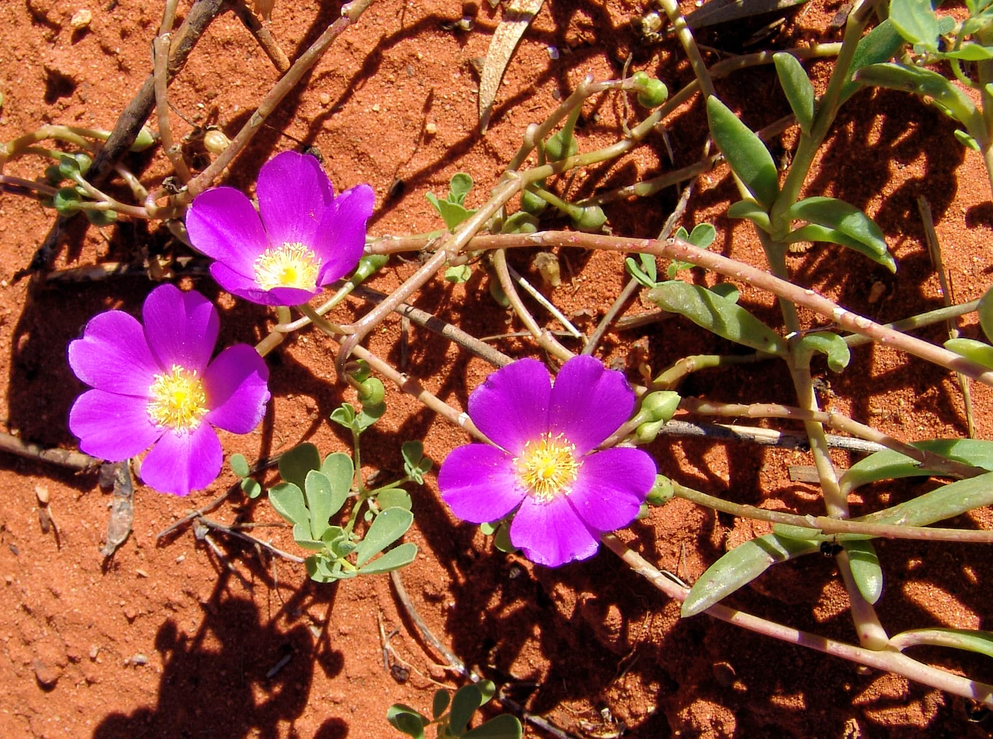 Broad-leaf Parakeelya (Calandrinia balonensis), Alice Springs Desert Park, NT