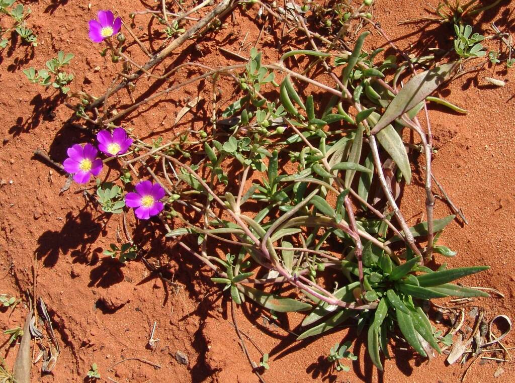 Broad-leaf Parakeelya (Calandrinia balonensis), Alice Springs Desert Park, NT