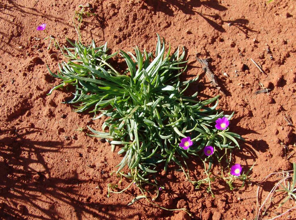 Broad-leaf Parakeelya (Calandrinia balonensis), Alice Springs Desert Park, NT