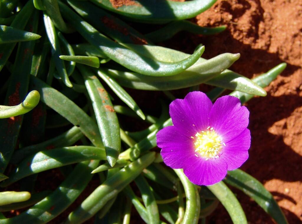 Broad-leaf Parakeelya (Calandrinia balonensis), Alice Springs Desert Park, NT