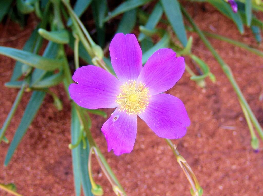 Broad-leaf Parakeelya (Calandrinia balonensis), south of Alice Springs, NT