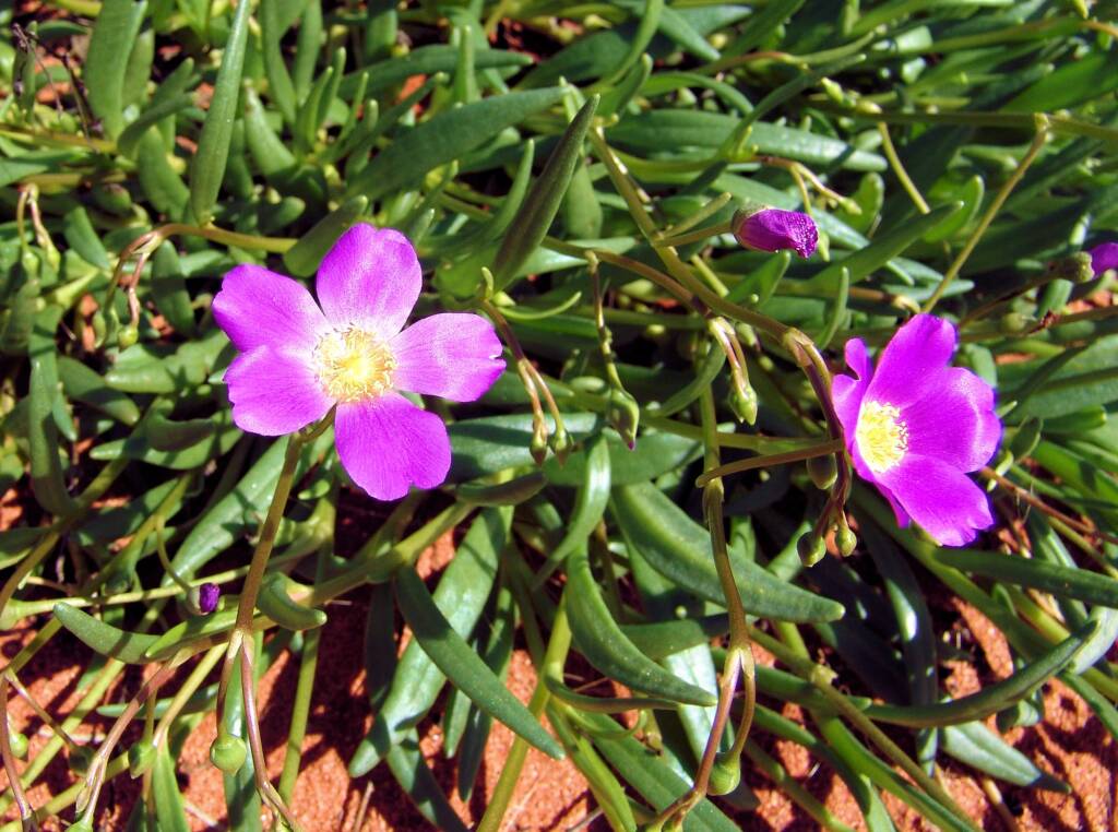Broad-leaf Parakeelya (Calandrinia balonensis), south of Alice Springs, NT