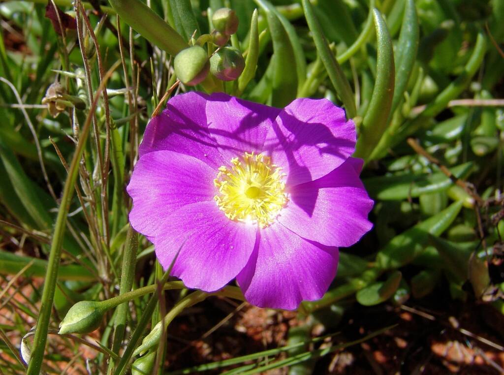 Broad-leaf Parakeelya (Calandrinia balonensis), south of Alice Springs, NT