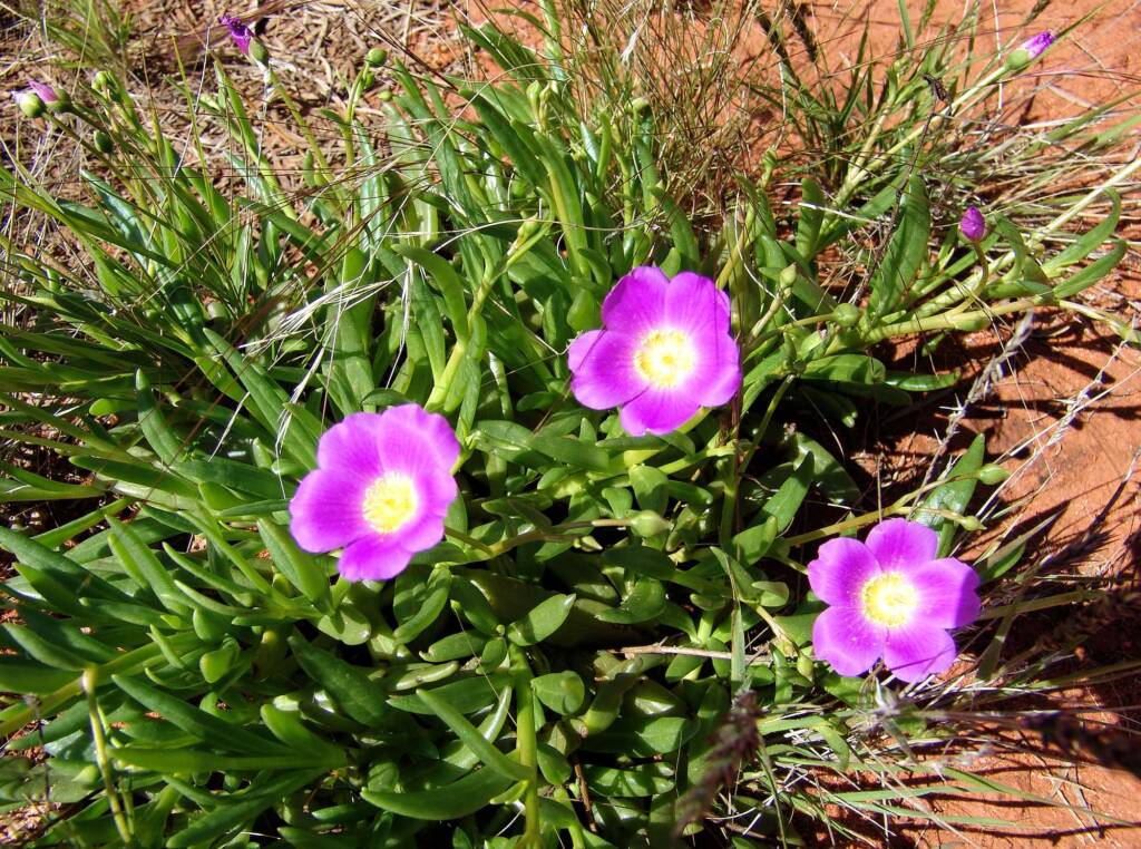 Broad-leaf Parakeelya (Calandrinia balonensis), south of Alice Springs, NT