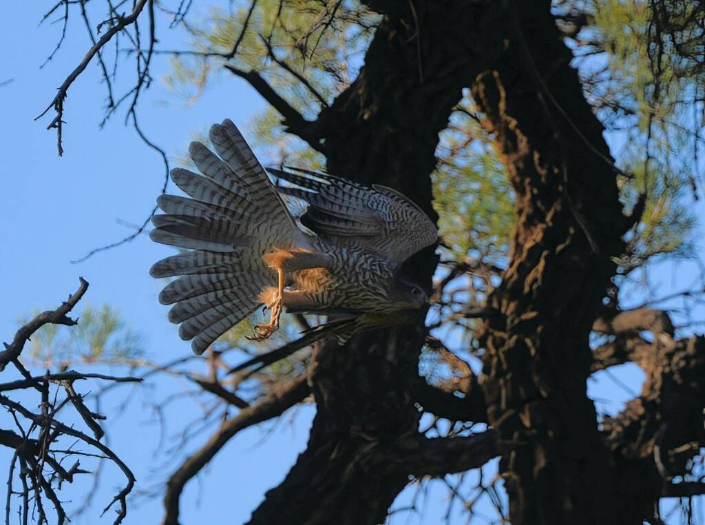 Brown Goshawk, Redbank Waterhole © Dorothy Latimer