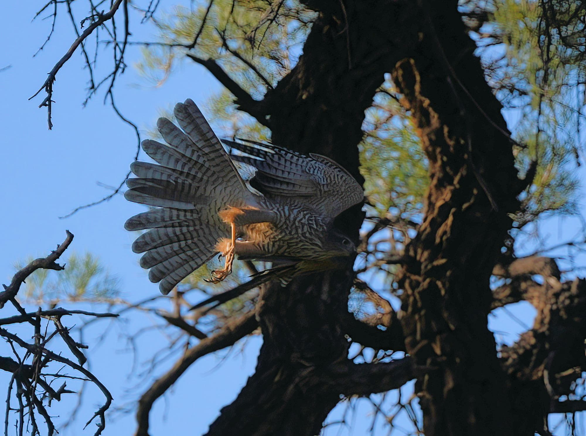 Brown Goshawk, Redbank Waterhole © Dorothy Latimer