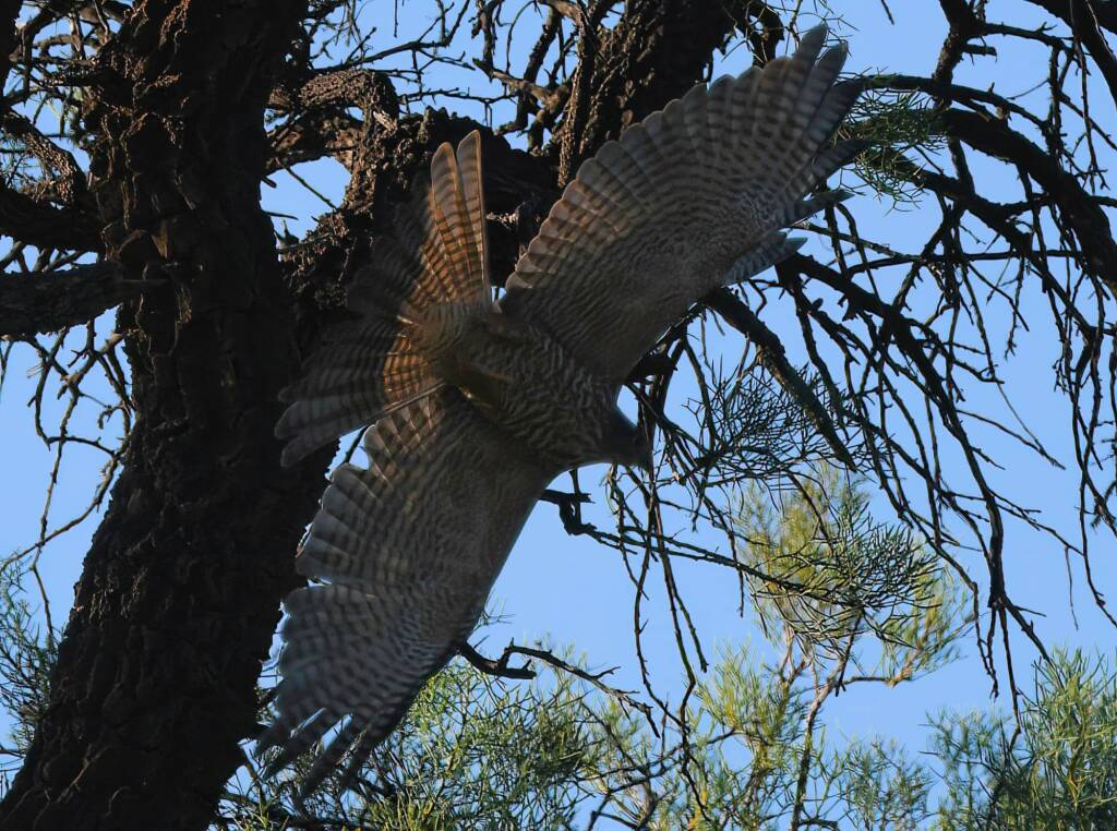 Brown Goshawk, Redbank Waterhole © Dorothy Latimer