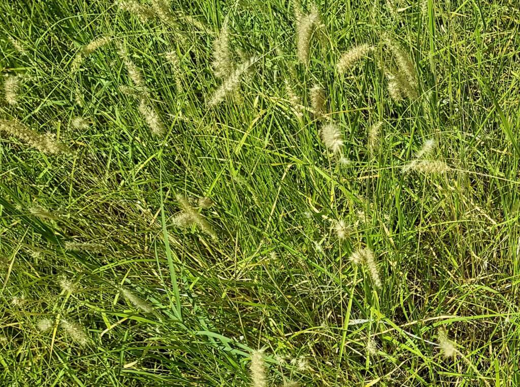 Buffel grass (Cenchrus ciliaris), Alice Springs, NT