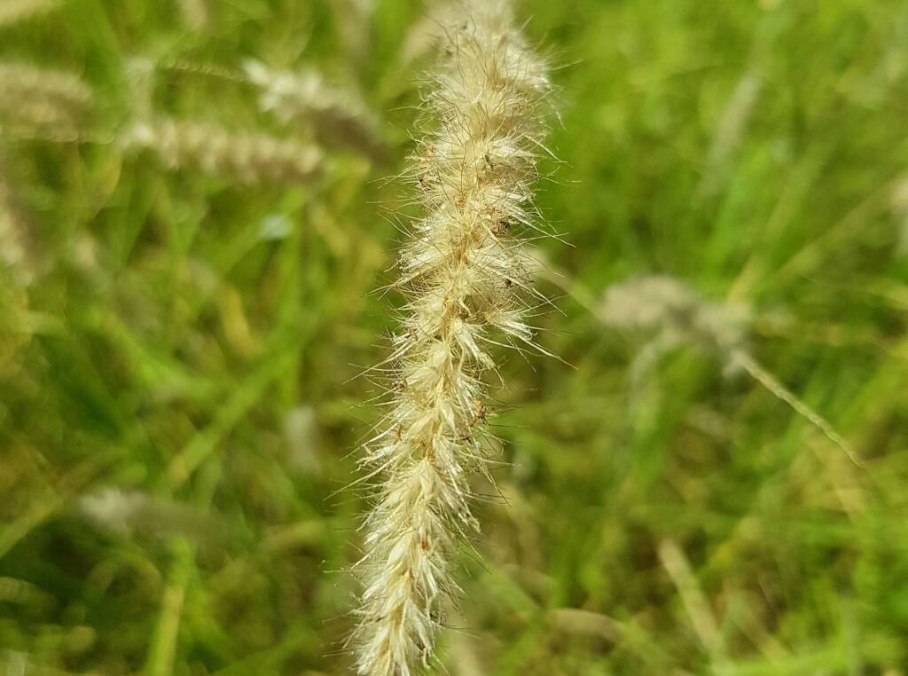 Buffel grass (Cenchrus ciliaris), Alice Springs, NT