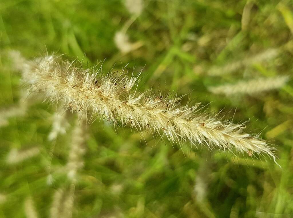 Buffel grass (Cenchrus ciliaris), Alice Springs, NT