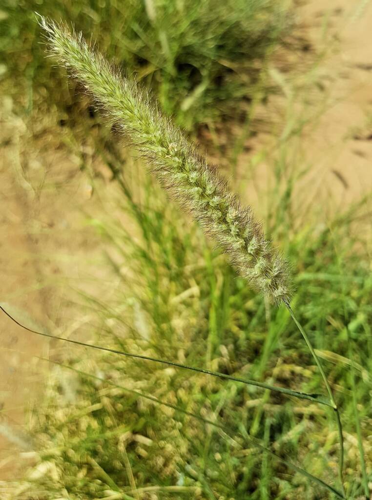 Buffel grass (Cenchrus ciliaris), Alice Springs, NT