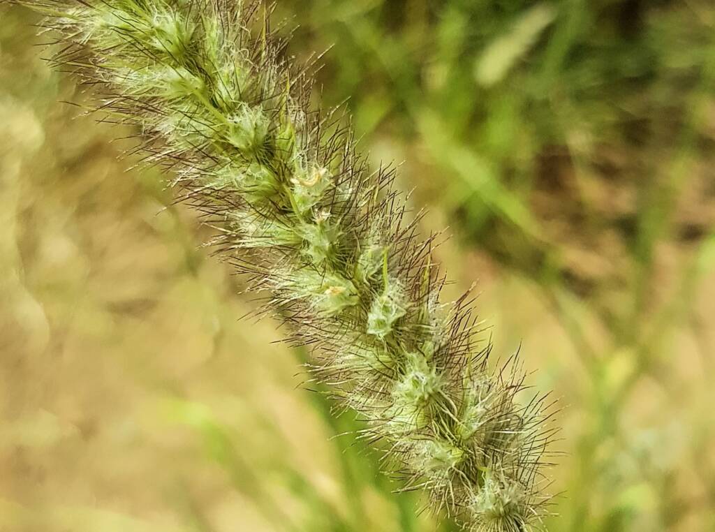 Buffel grass (Cenchrus ciliaris), Alice Springs, NT