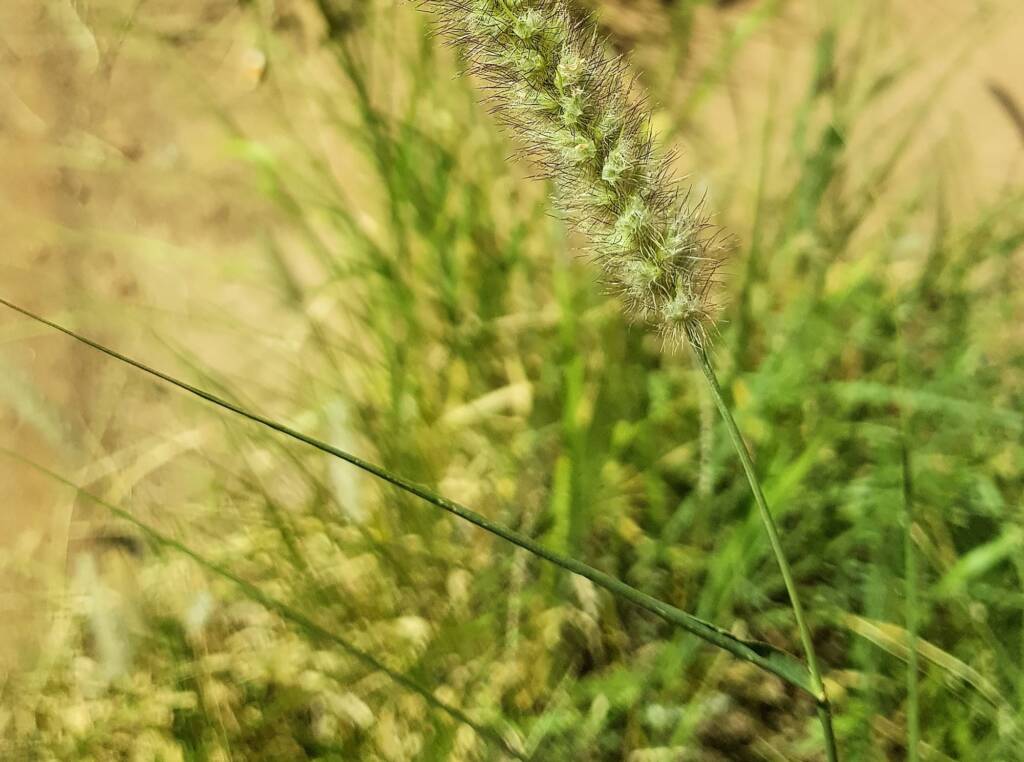 Buffel grass (Cenchrus ciliaris), Alice Springs, NT