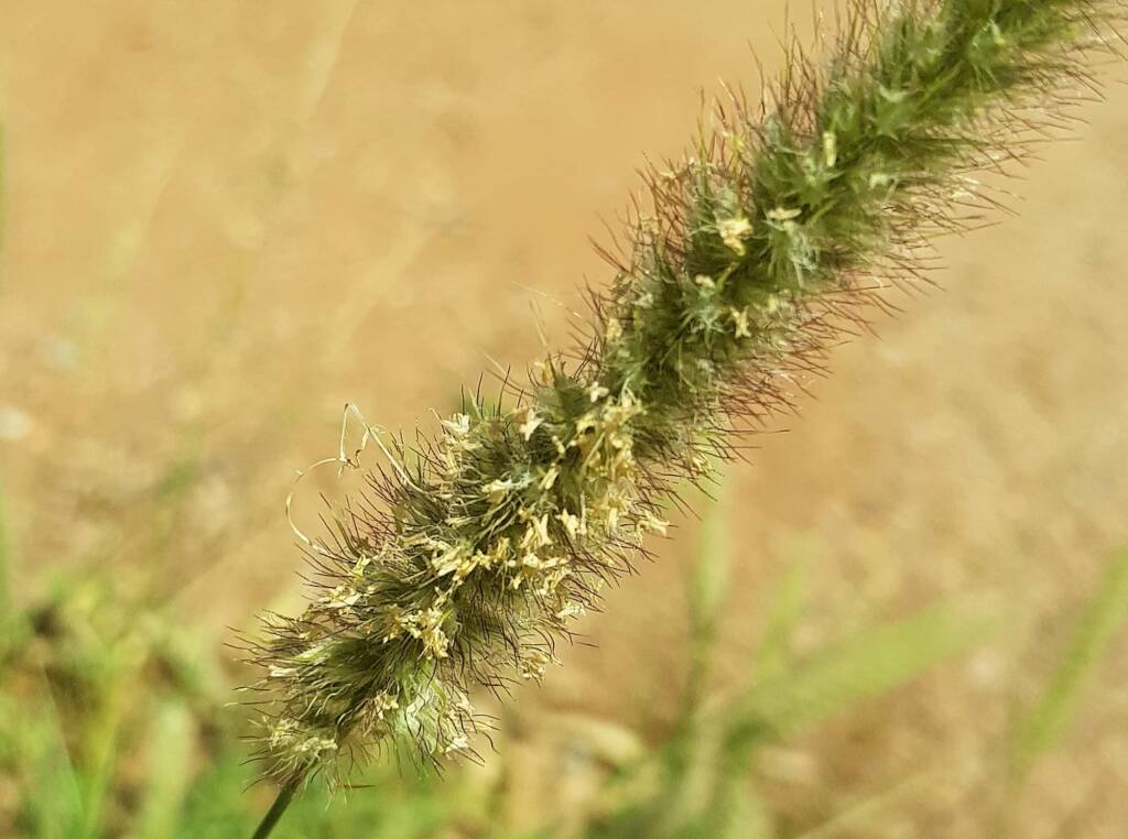 Buffel grass (Cenchrus ciliaris), Alice Springs, NT