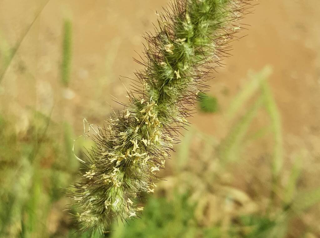 Buffel grass (Cenchrus ciliaris), Alice Springs, NT