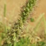Buffel grass (Cenchrus ciliaris), Alice Springs, NT