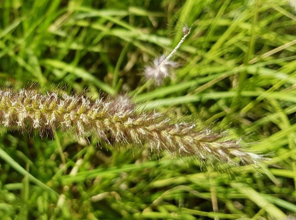 Buffel grass (Cenchrus ciliaris), Redbank Waterhole, Owen Springs, NT