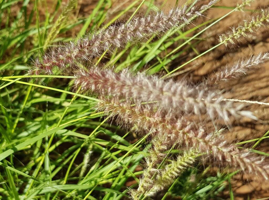 Buffel grass (Cenchrus ciliaris), Redbank Waterhole, Owen Springs, NT