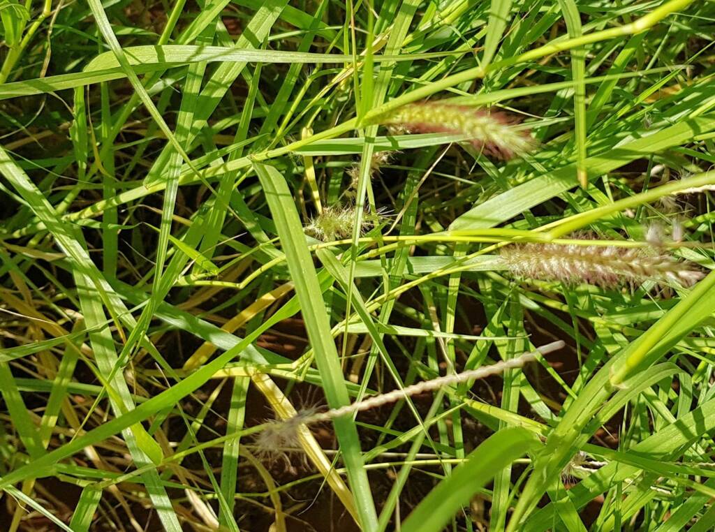 Buffel grass (Cenchrus ciliaris), Redbank Waterhole, Owen Springs, NT