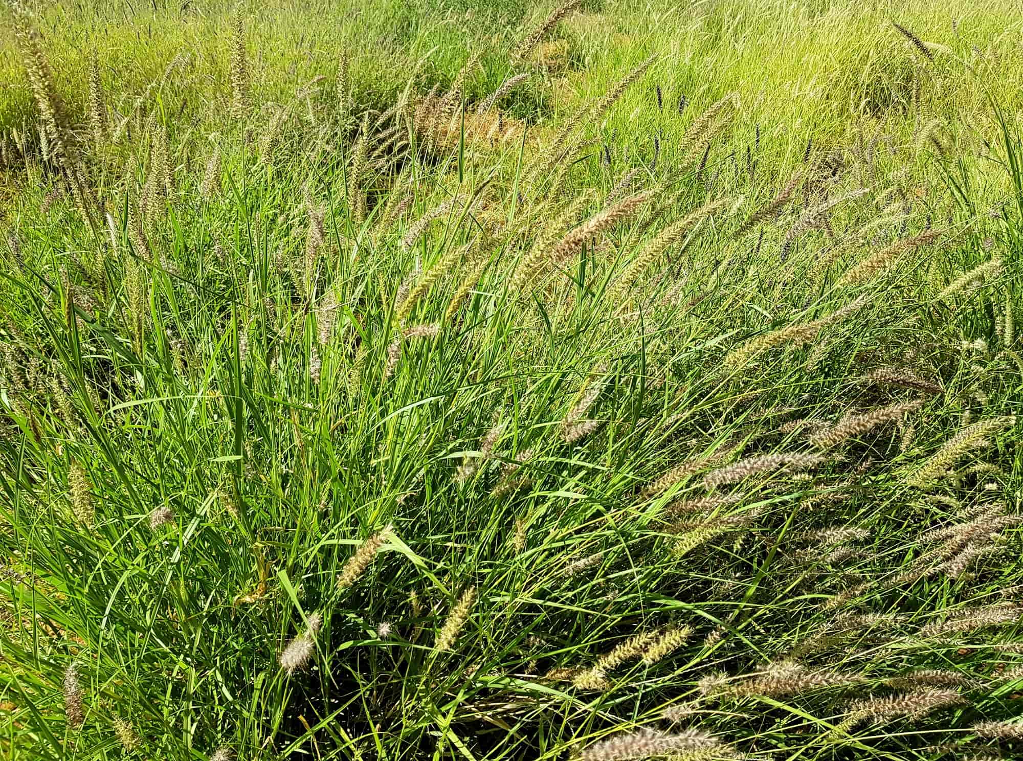 Buffel grass (Cenchrus ciliaris), Redbank Waterhole, Owen Springs, NT