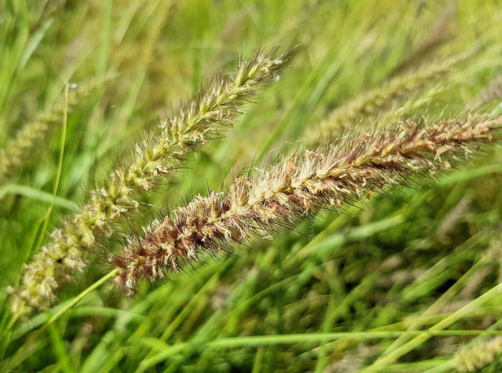 Buffel grass (Cenchrus ciliaris), Redbank Waterhole, Owen Springs, NT