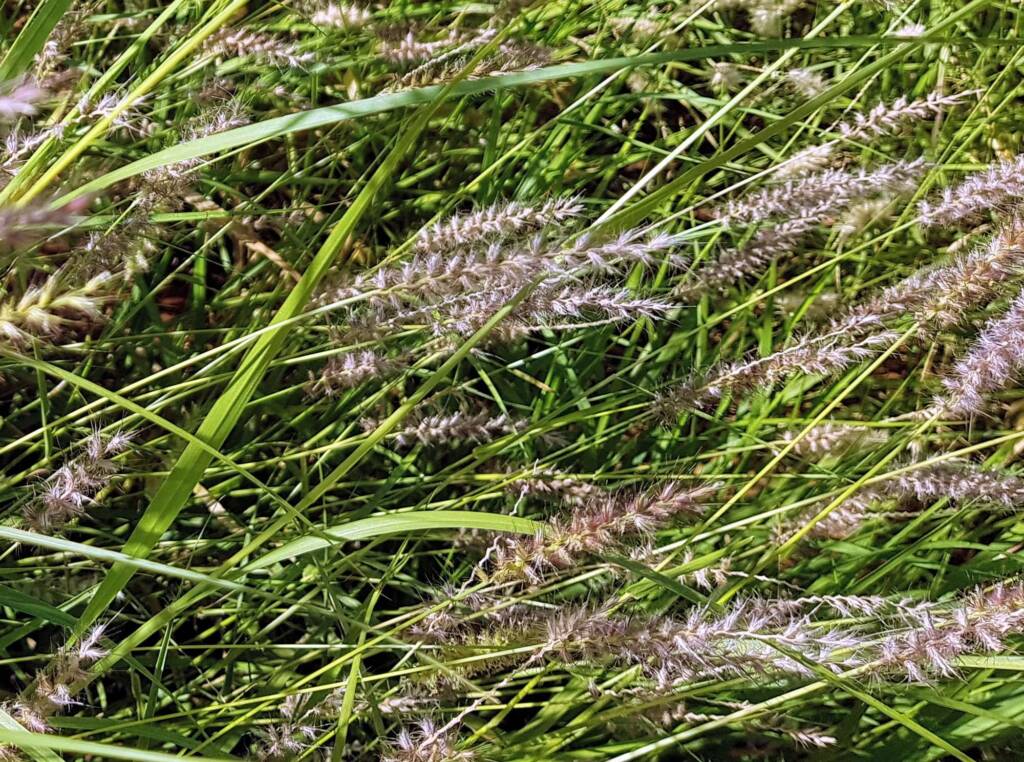 Buffel grass (Cenchrus ciliaris), Redbank Waterhole, Owen Springs, NT