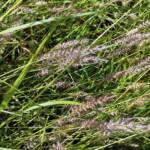 Buffel grass (Cenchrus ciliaris), Redbank Waterhole, Owen Springs, NT