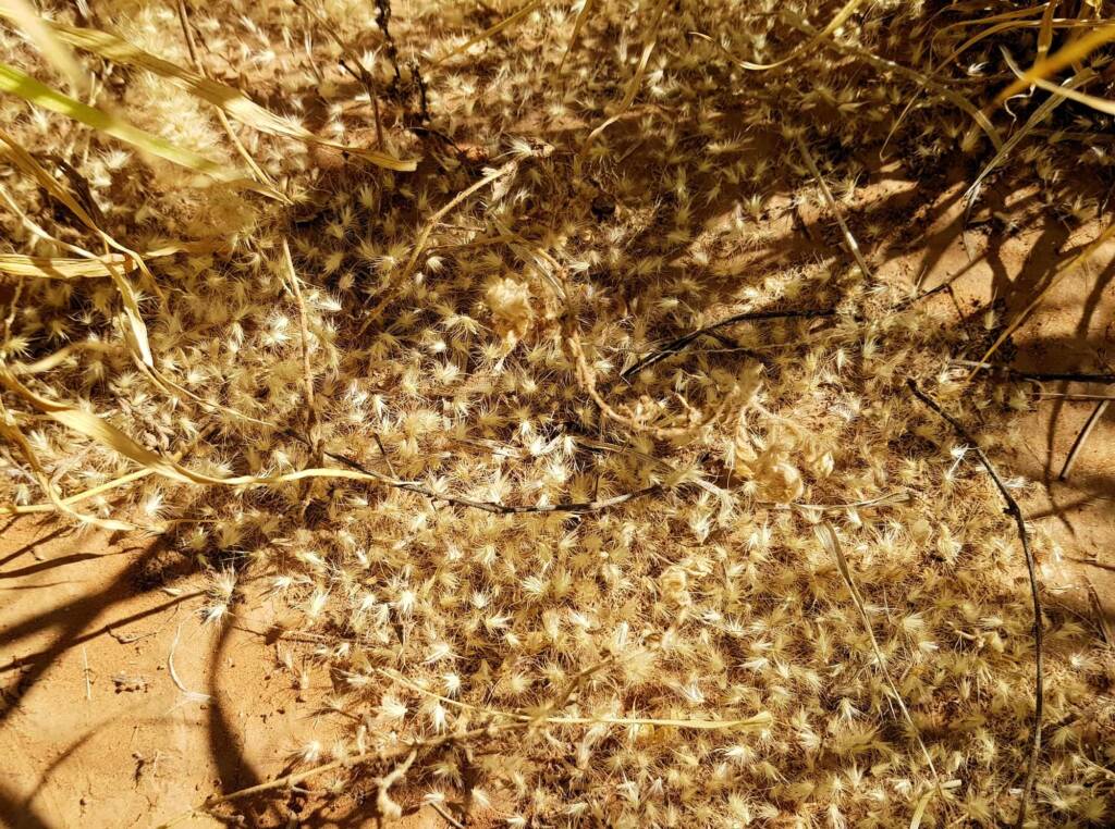 Buffel grass (Cenchrus ciliaris), Redbank Waterhole, Owen Springs, NT