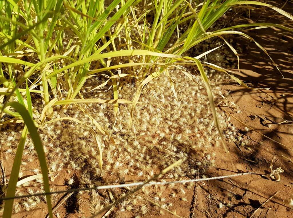 Buffel grass (Cenchrus ciliaris), Redbank Waterhole, Owen Springs, NT