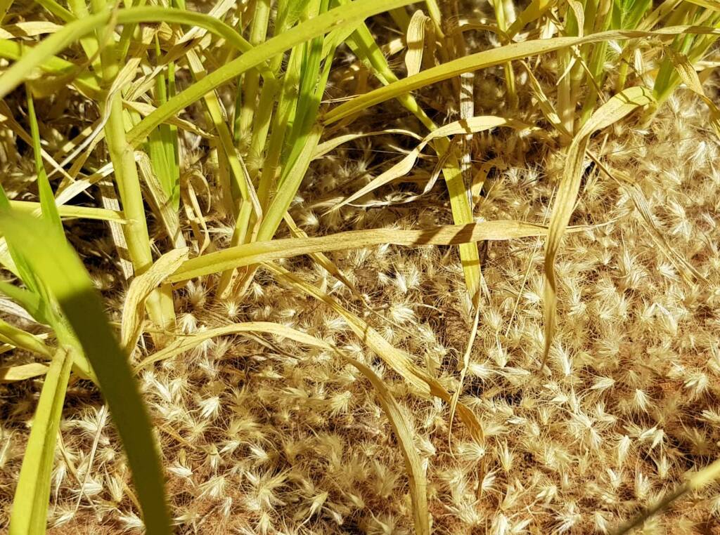 Buffel grass (Cenchrus ciliaris), Redbank Waterhole, Owen Springs, NT