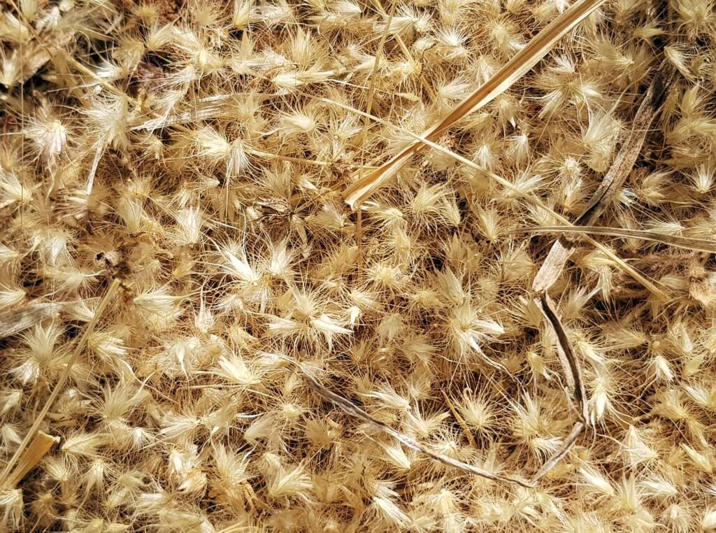 Buffel grass (Cenchrus ciliaris), Redbank Waterhole, Owen Springs, NT