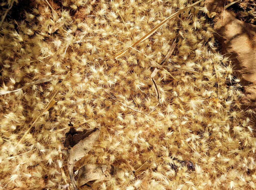 Buffel grass (Cenchrus ciliaris), Redbank Waterhole, Owen Springs, NT