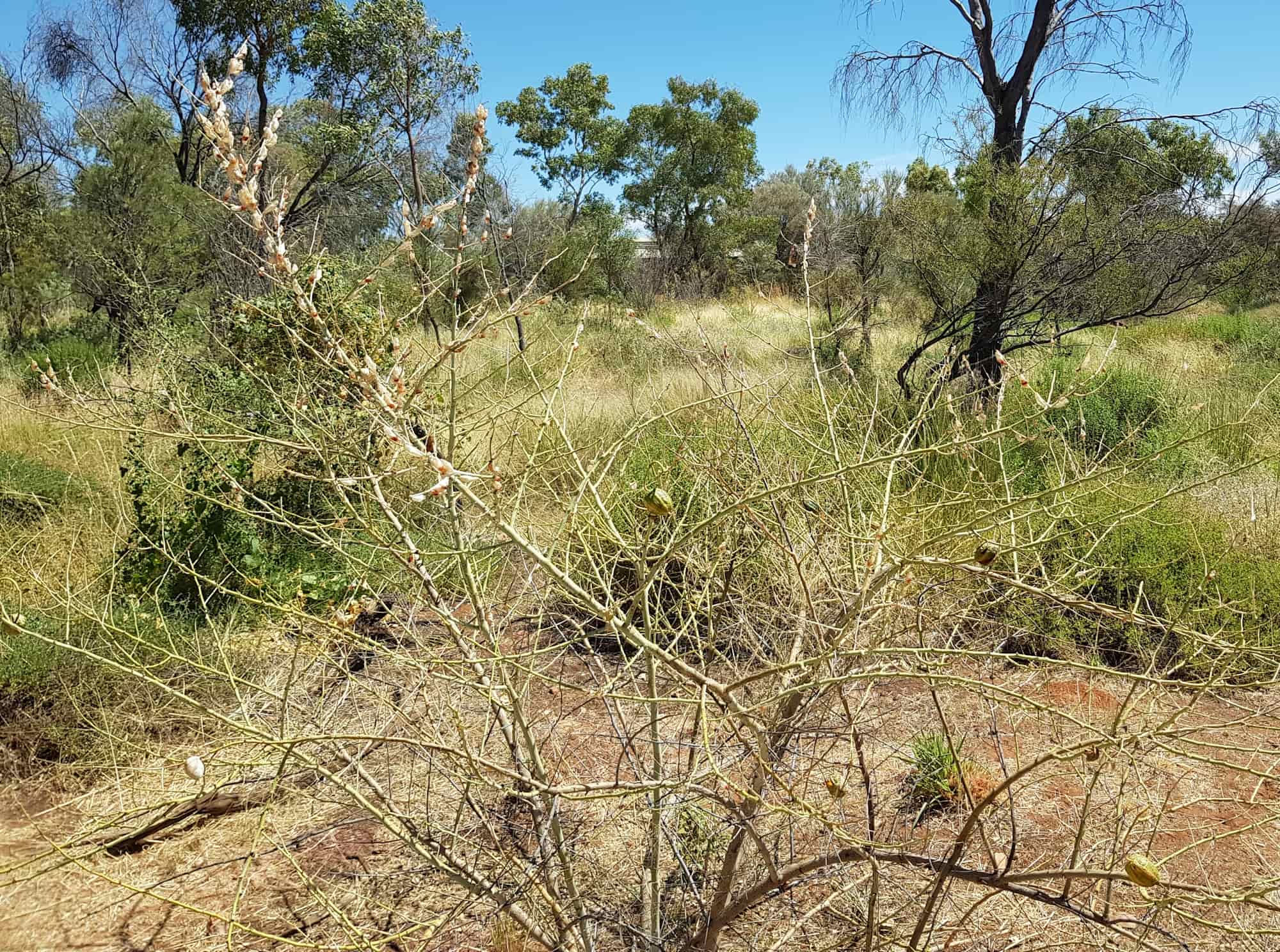 The Caper Bush (Capparis spinosa var. nummularia) has been stripped bare by the Belenois java teutonia.