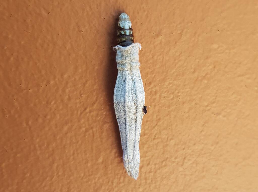 Ribbed Case Moth (Hyalarcta nigrescens), Alice Springs, NT