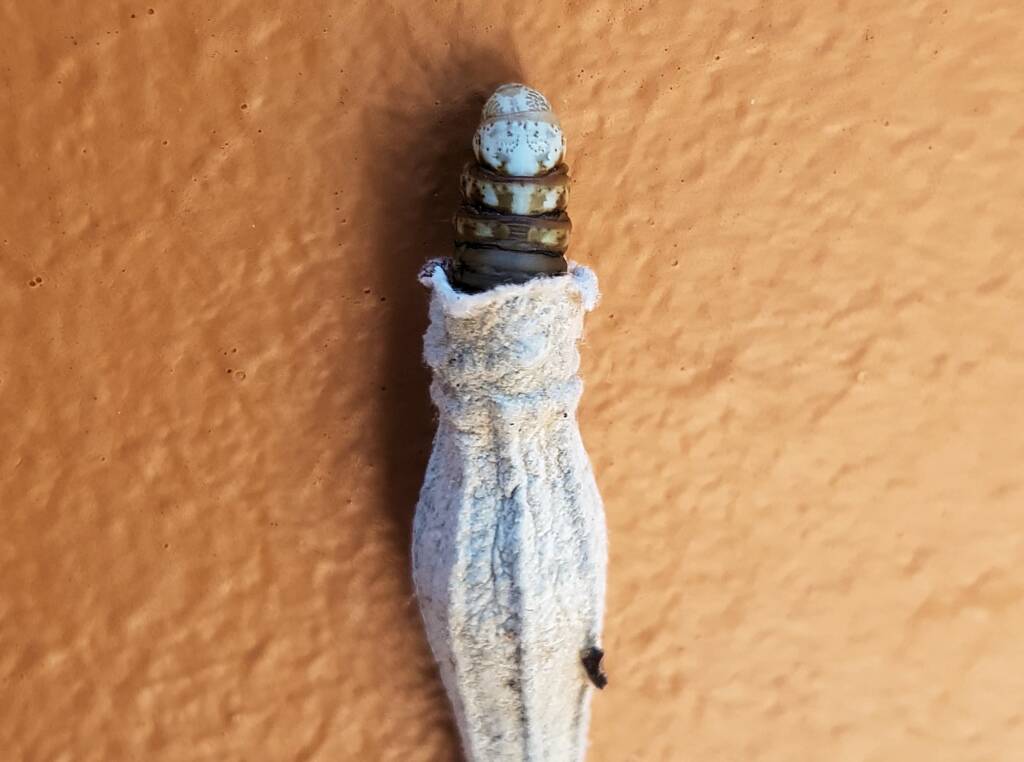 Ribbed Case Moth (Hyalarcta nigrescens), Alice Springs, NT
