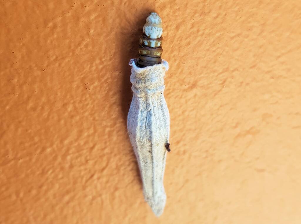 Ribbed Case Moth (Hyalarcta nigrescens), Alice Springs, NT