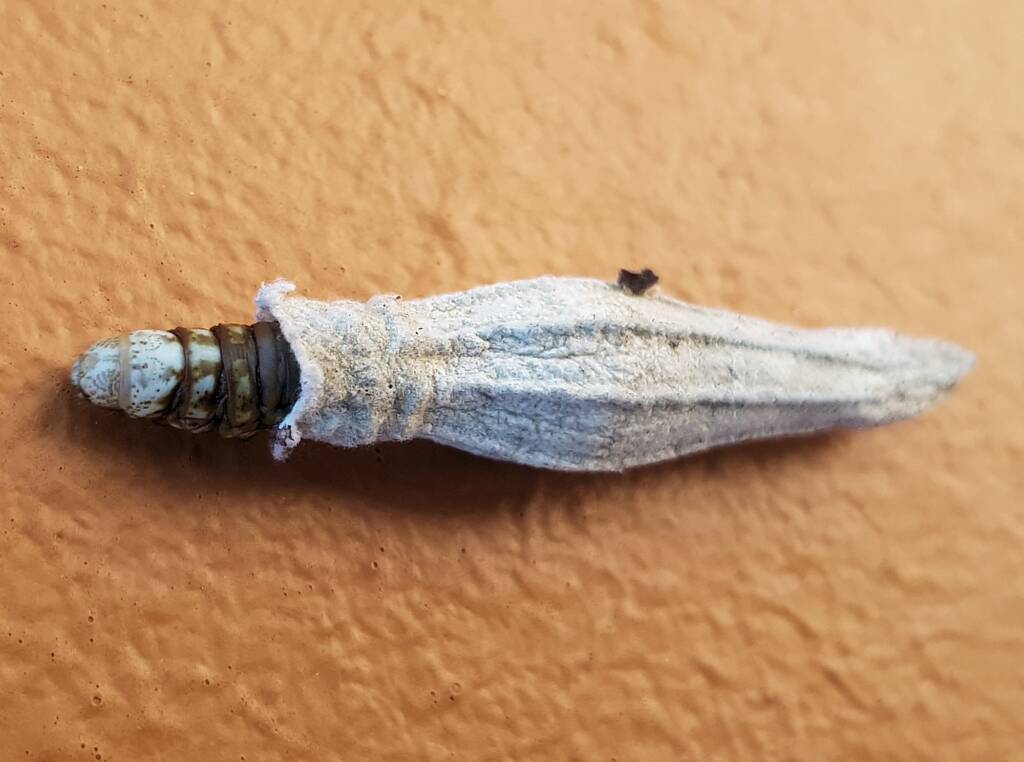 Ribbed Case Moth (Hyalarcta nigrescens), Alice Springs, NT