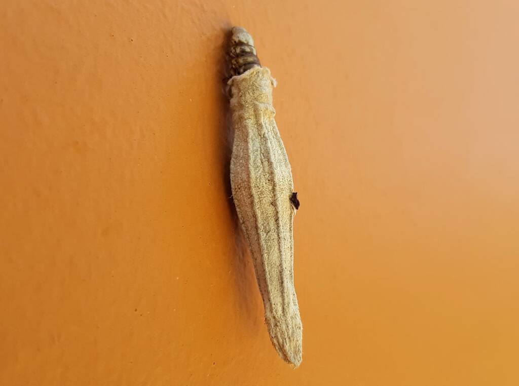 Ribbed Case Moth (Hyalarcta nigrescens), Alice Springs, NT